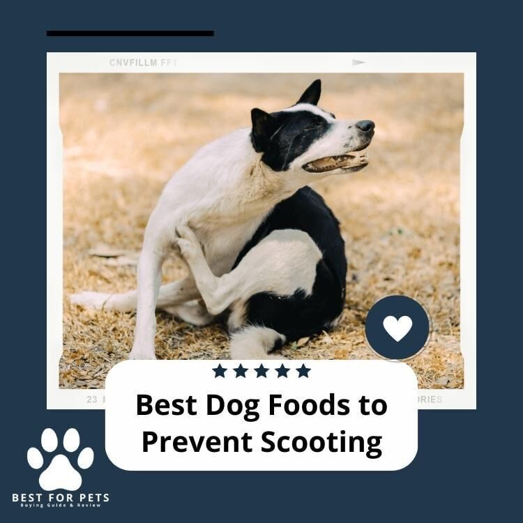 Best dog food to prevent scooting hotsell